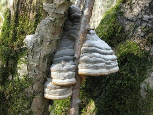 Что делать обнаружив гриб трутовик на плодовом дереве. Прожорливый гриб: трутовик на плодовом дереве — очень плохая примета 12