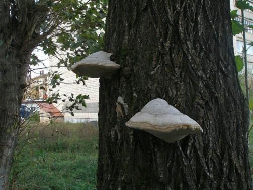 Что делать обнаружив гриб трутовик на плодовом дереве. Прожорливый гриб: трутовик на плодовом дереве — очень плохая примета 05