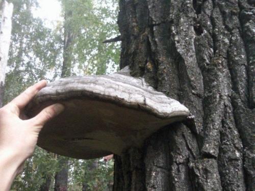 Что делать обнаружив гриб трутовик на плодовом дереве. Прожорливый гриб: трутовик на плодовом дереве — очень плохая примета 09