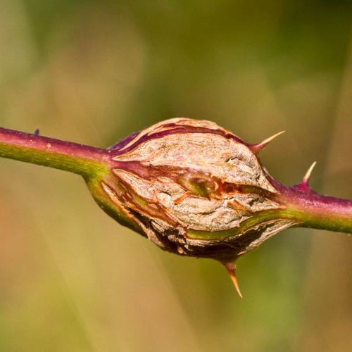 Самые опасные болезни и вредители малины. Побеговая галлица 03