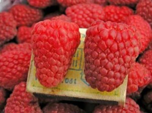 Малина Гусар ремонтантная или нет. Описание и характеристика сорта