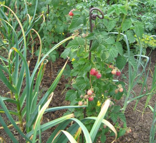 Малинная галлица. Малинная побеговая галлица: эффективные меры борьбы в вредителем