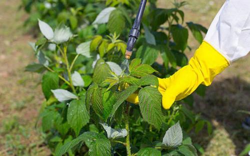 Малинная галлица. Малинная побеговая галлица: эффективные меры борьбы в вредителем