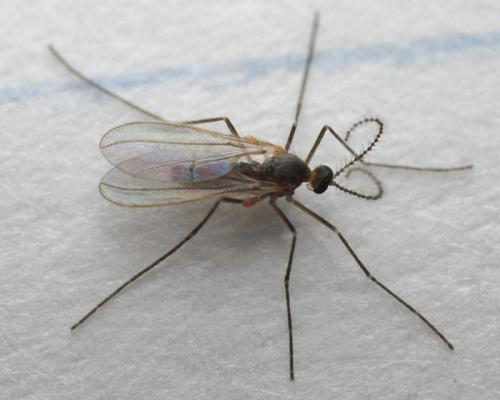 Малинная галлица. Малинная побеговая галлица: эффективные меры борьбы в вредителем