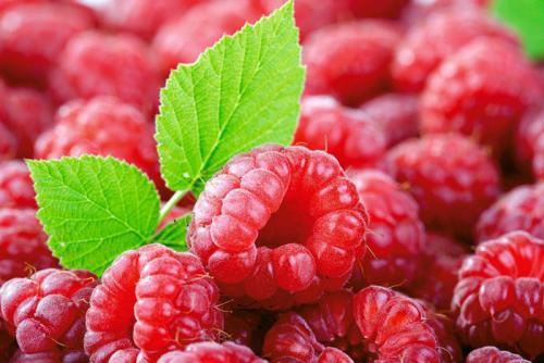 Малинная галлица. Малинная побеговая галлица: эффективные меры борьбы в вредителем