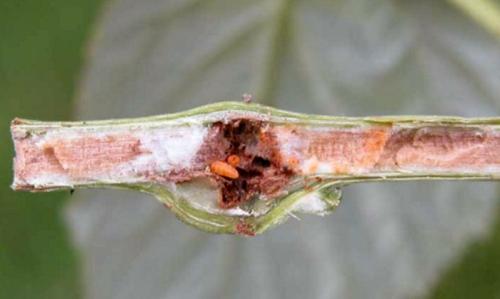 Малинная галлица. Малинная побеговая галлица: эффективные меры борьбы в вредителем