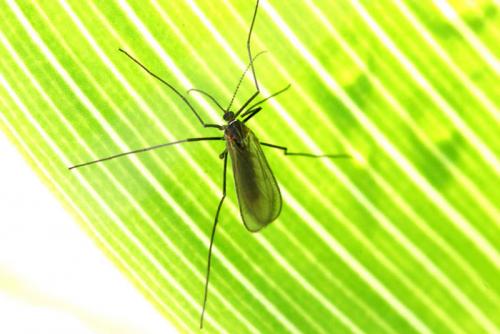 Малинная галлица. Малинная побеговая галлица: эффективные меры борьбы в вредителем