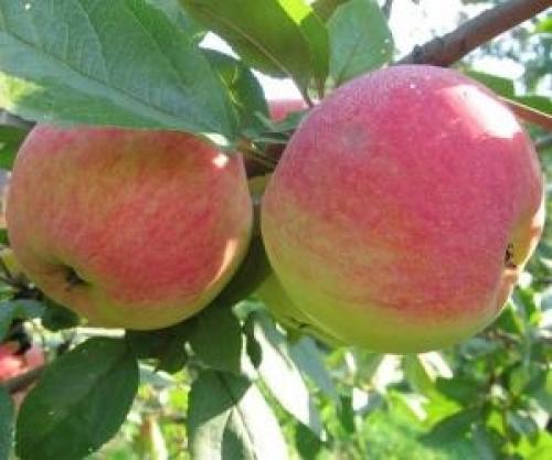 Сорта опылители яблонь таблица. Сорта яблонь, подходящие для опыления