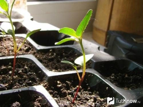 Выращивание эвкалипт из семян в домашних условиях. Пересадка и обрезка 01