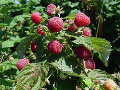 Антракноз малины