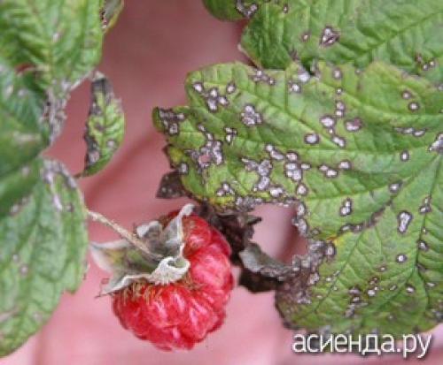 Антракноз малины