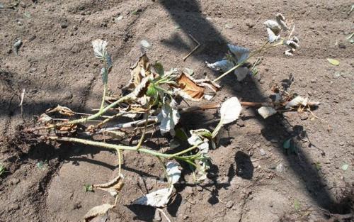 Ржавчина на ягодах малины. Грибковые болезни малины в картинках и борьба с ними