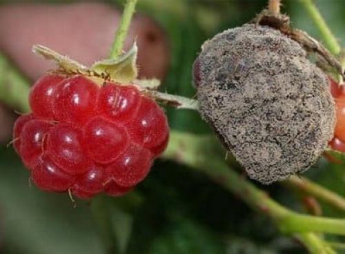 Почему появилась ржавчина на малине и как ее лечить. Инфекционные и бактериальные болезни малины