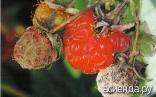 Антракноз малины