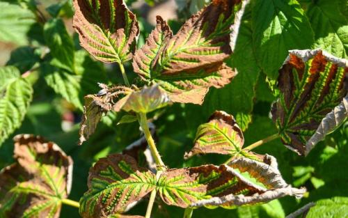 Ржавчина на ягодах малины. Грибковые болезни малины в картинках и борьба с ними