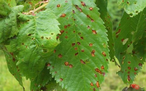Ржавчина на ягодах малины. Грибковые болезни малины в картинках и борьба с ними