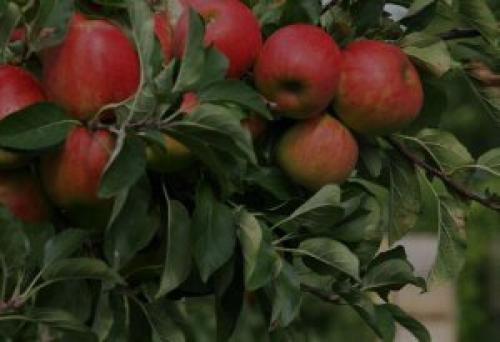 Лепидоцид концентрированный