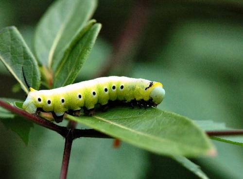Чем травить гусениц. Зеленые