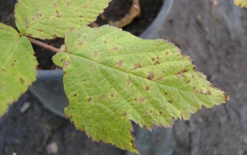 Ржавчина на ягодах малины. Грибковые болезни малины в картинках и борьба с ними