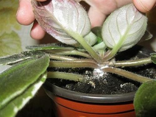 Какие методы наиболее эффективны для борьбы с мошками на фиалках. Фотографии опасных вредителей фиалок. Эффективные способы лечения