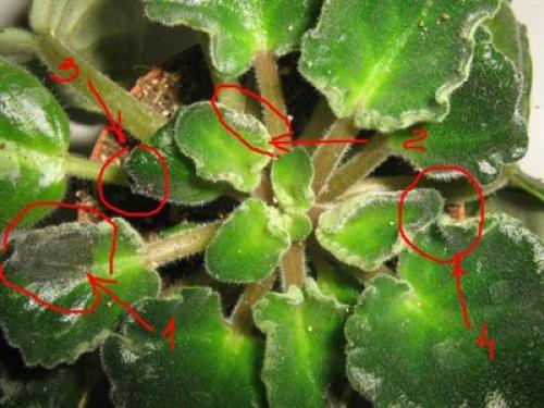 Какие методы наиболее эффективны для борьбы с мошками на фиалках. Фотографии опасных вредителей фиалок. Эффективные способы лечения