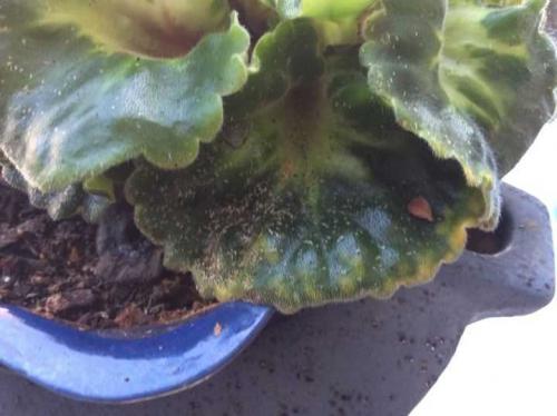 Как бороться с клещом и другими вредителями фиалок 01