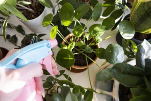 Как быстро можно избавиться от сциарид и клещей в помещении. Экологичные способы борьбы с грибными комариками