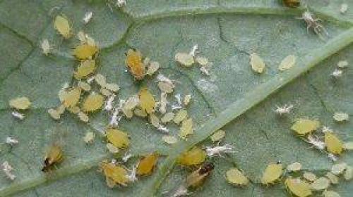 Можно ли использовать химические препараты для борьбы с вредителями фиалок. 