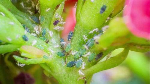 Можно ли использовать химические препараты для борьбы с вредителями фиалок. 