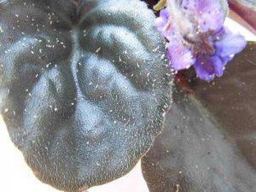 Можно ли использовать химические препараты для борьбы с вредителями фиалок. 