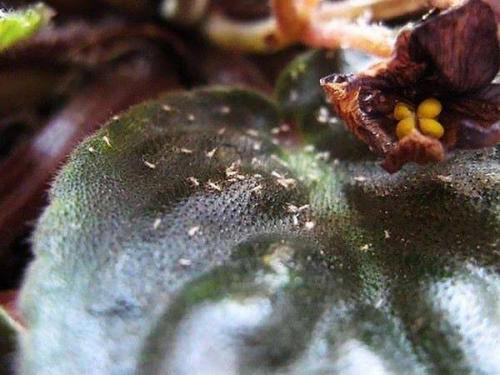 Можно ли использовать химические препараты для борьбы с вредителями фиалок. 