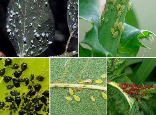 Можно ли использовать химические препараты для борьбы с вредителями фиалок. 