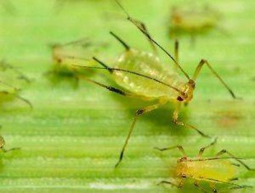 Можно ли использовать химические препараты для борьбы с вредителями фиалок. 