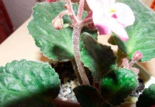 Можно ли использовать народные средства для лечения фиалки.