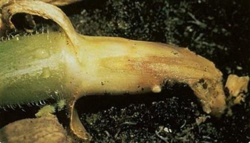 Полное руководство по обработке фиалки от болезней 03 Полное руководство по обработке фиалки от болезней 03