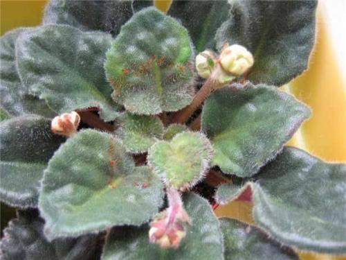 Какие существуют методы обработки фиалки от болезней. Болезни фиалок с фотографиями и их лечение