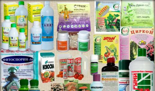 Полное руководство по обработке фиалки от болезней 14 Полное руководство по обработке фиалки от болезней 14