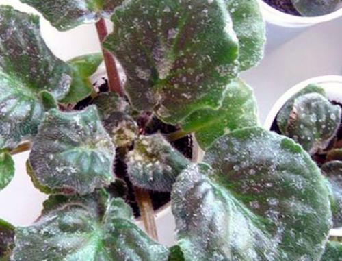 Полное руководство по обработке фиалки от болезней 01 Полное руководство по обработке фиалки от болезней 01