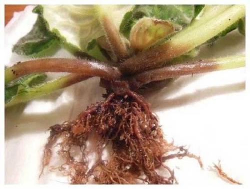 Какие существуют методы обработки фиалки от болезней. Болезни фиалок с фотографиями и их лечение