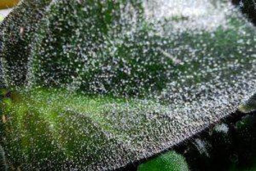 Можно ли использовать народные средства для лечения фиалки. 