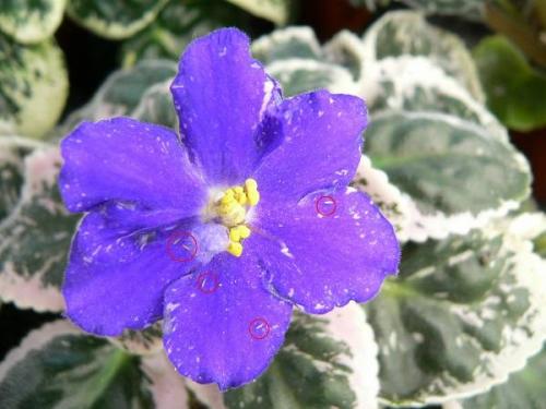 Какие существуют методы обработки фиалки от болезней. Болезни фиалок с фотографиями и их лечение