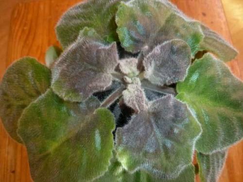 Какие существуют методы обработки фиалки от болезней. Болезни фиалок с фотографиями и их лечение