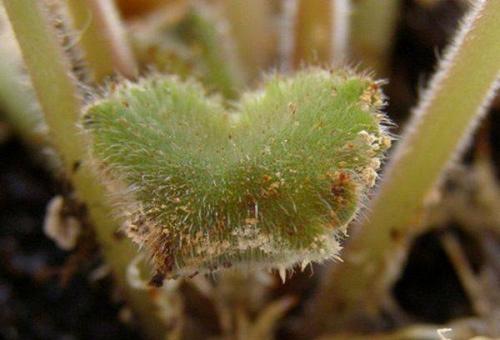 Как предотвратить появление болезней у фиалки. Болезни