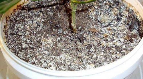 Как предотвратить появление болезней у фиалки. Болезни