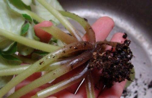 Как предотвратить появление болезней у фиалки. Болезни