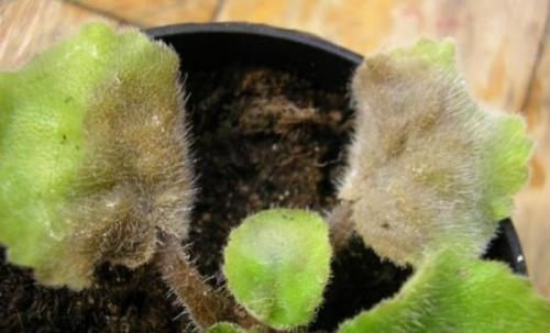 Полное руководство по обработке фиалки от болезней 04 Полное руководство по обработке фиалки от болезней 04