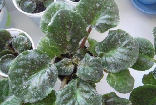 Можно ли использовать народные средства для лечения фиалки.