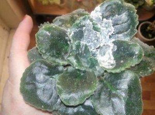 Можно ли использовать народные средства для лечения фиалки. 