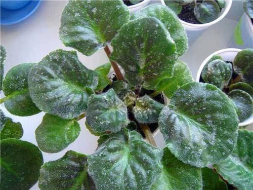 Какие существуют методы обработки фиалки от болезней. Болезни фиалок с фотографиями и их лечение