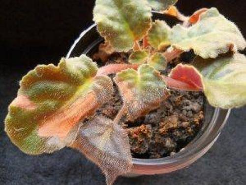 Как предотвратить появление болезней у фиалки. Болезни